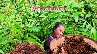 Harvest Amomum fruit for saleHo Thi Cua [upl. by Poppas436]