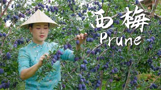 Prunes—The Most Romantic and Refreshing Purple Fruit of Autumn【滇西小哥】 [upl. by Kcaj]