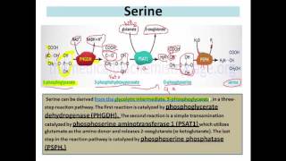 Synthesis of Nonessential Amino Acids Part 1 [upl. by Amati127]