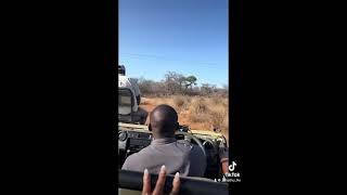 PART 1 Hoedspruit vacation Safari Drive travel capcut gamedrive vacation [upl. by Nnylannej501]