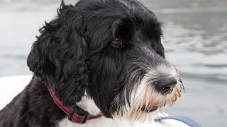 Train Your Portuguese Water Dog to Herd Ducks  A Beginners Guide [upl. by Rourke]