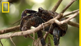 Coconut Crabs Devour Pig Carcass  Searching For Amelia [upl. by Garrek]