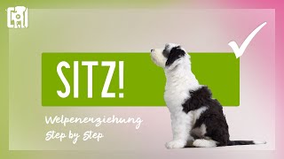 Welpen Sitz beibringen  Welpenerziehung Step by Step [upl. by Tarton]