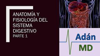 Anatomía y Fisiologia del Sistema Digestivo parte 1 [upl. by Dibbrun]