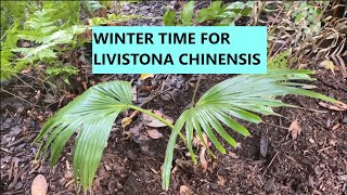 Second winter for the Livistona Chinensis [upl. by Suirradal]