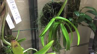 Introduction to my Aerides Orchids [upl. by Eizeerb300]