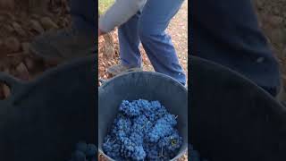 Harvest moments from last season 🥰🍇nachoviticultura [upl. by Vookles]