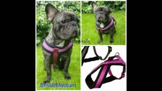 Trixie Premium Dog Harness [upl. by Anigar]