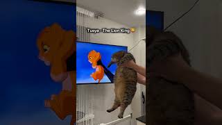 Funny Cat Mind Voice shortsfeed cat funnyanimal funny funnycat comedy lionking simba [upl. by Shepley]