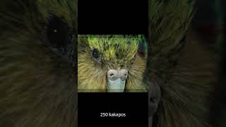 Meet the Kakapo The Worlds Rarest Parrot animals wildlife funfacts [upl. by Shamus]