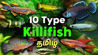 10 Different Type of killifish  Aquarium fish  Tamil [upl. by Sorce]