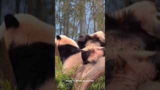 The twin sisters are leisurely todayThe 25th Hour424 panda twins cute funny funnyvideo [upl. by Gant]