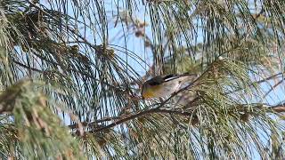 Striated Pardalote Hervey Bay Qld [upl. by Imim550]