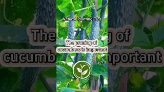 The pruning of cucumbers is important shortvideo plants youtubeshorts viralvideo video [upl. by Ideih]