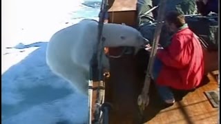 Wild Polar Bear gets too hungry Svalbard [upl. by Dysart]