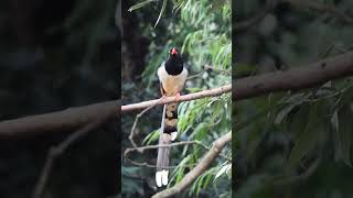 Redbilled BlueMagpie Calling [upl. by Anallise]