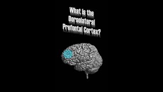 Dorsolateral Prefrontal Cortex DLPFC [upl. by Enamrahs464]