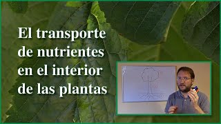 Transporte de nutrientes en las plantas [upl. by Solorac]