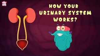 How Your Urinary System Works  The Dr Binocs Show  Best Learning Videos For Kids  Peekaboo Kidz [upl. by Urbanus]