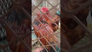 Galinhas Boshveld avicultura chicken [upl. by Ubald]