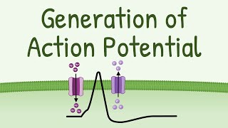 Generation of Action Potential  How Action Potential is Generated in neurons muscles etc [upl. by Rebecca]