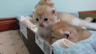 Kittens Take Deworming Medicine for FIRST TIME EVER [upl. by Gardol643]