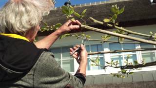 Snoeien dakplataan  Tuinieren met Hendrik Jan de Tuinman [upl. by Launame]