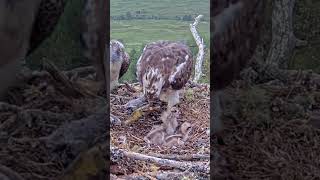 P244 Review birds nest life mom birds brings food to feed her babies in their nest birdslover [upl. by Ynattib]