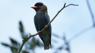 Wild ORIENTAL DOLLARBIRD Singapore [upl. by Uchida]