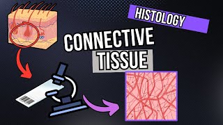 Connective Tissue Under the Microscope Development and Structure [upl. by Eliak]