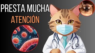 Enfermedades COMUNES y MORTALES en Gatos🐱⚠️ [upl. by Engvall]