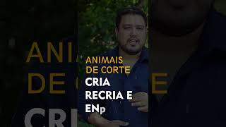 Nesta quarta tem Leilão no Araguatins Leilões gado agro pecuaria nelore fazenda [upl. by Altis]