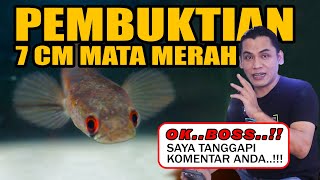 MEMANGNYA MATA MERAH IKAN CHANNA HARUS TUA [upl. by Fasano]