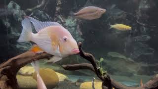 Impromptu Video of My Albino Heckelii Threadfin Acara Tank [upl. by Raeann963]