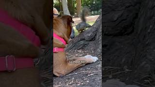 Boxer dog befriends park squirrels [upl. by Nylarat]