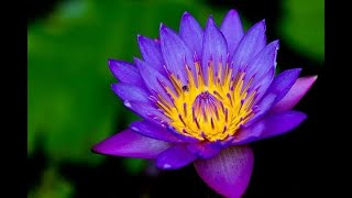 The Blue Water Lily Stamen  The Nil Manel  The National Flower of Sri Lanka [upl. by Onida876]