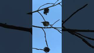 Rubycrowned Kinglet [upl. by Hitt]