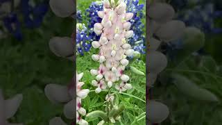 Texas Bluebonnets Lupinus Texensis March 2023 [upl. by Vitus]