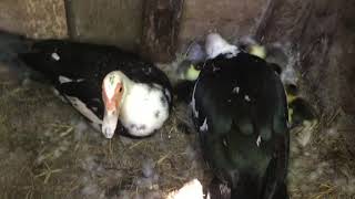 Ying amp Yang CoParenting Their Muscovy Ducklings [upl. by Nocaj]