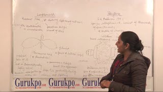 What are difference between Lampbrush and polytene chromosome Cell Biology BSc [upl. by Haran49]