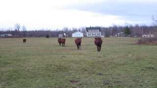 Calling The Cows Home For Dinner [upl. by Yates]