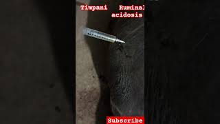 Ruminal acidosis tympanic animals buffalo trending shortfeed shots [upl. by Toback49]