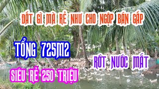 MS2482BÁN RỒIChủ đất nợ chồng chất bán đất lổ 250 triệu tổng 725m2  Đường công cộng giáp kênh [upl. by Anertak]