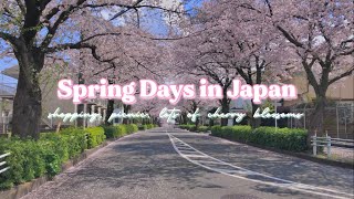 Spring Days in Japan vlog 🍱 Spring outings packing bento cherry blossom picnic spring in Japan [upl. by Fredra]