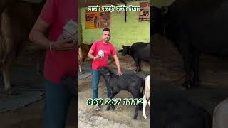 बड़ा काफ के बेहतरीन रिजल्ट Bada calf  badacalf farming badacalfplus calf animals dairyfarm [upl. by Nauqat]