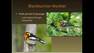 Identifying Fall Warblers [upl. by Ximenes]