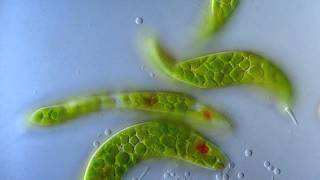 Euglena [upl. by Hebel]