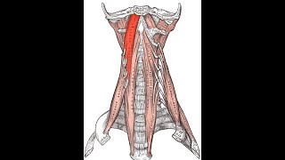 Longus capitis exercise [upl. by Dimond]