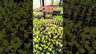 Seedlings in protray seeds shortvideo agriculture agriculturelife [upl. by Tol]