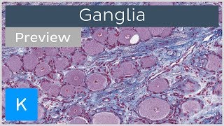 Ganglia of the Nervous System preview  Histology  Kenhub [upl. by Aba190]